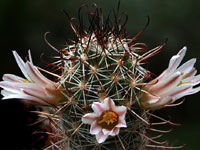 Mammillaria capensis